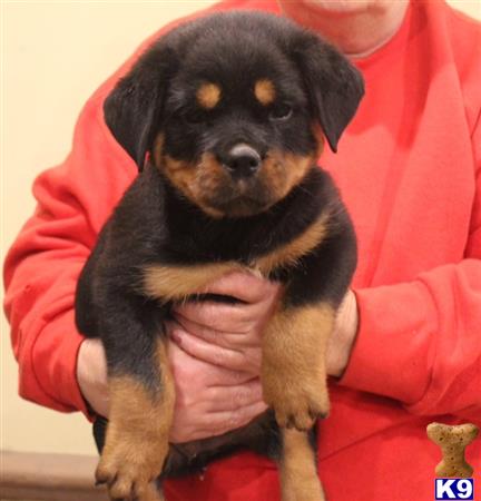 vonaslanrottweilers Picture 3